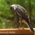 pied wagtail (Motacilla alba yarrellii) Kenneth Noble